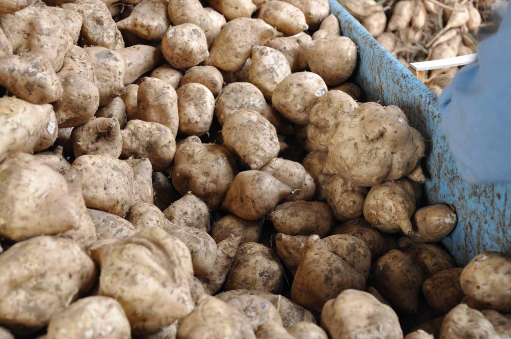 vendita patate americane Padova